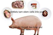 تلاش برای استفاده از سلول های بنیادی برای تولید گوشت خوک در آزمایشگاه
