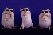 حس کردن نور بوسیله موش نابینا به لطف سلول های بنیادی