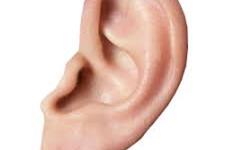 استفاده از سلول های بنیادی گوش داخلی امیدوار کننده و بی خطر در درمان ناشنوایی