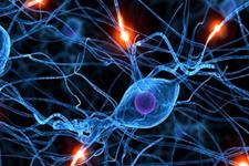 کشفی جدید در سیستم عصبی که می تواند اطلاعات جدیدی را برای درمان سکته و درد ارائه دهد
