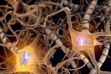 مکانیسم های جدید تنظیم کننده سلول های بنیادی عصبی