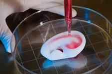 از سلول های بنیادی تا اندام جدید: آغازی برای محققین طب بازساختی
