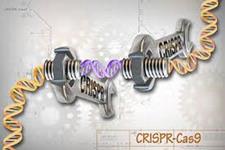 روشن کردن ژن های خاموش شده با استفاده از CRISPR/Cas9