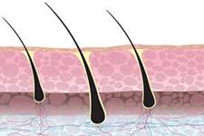 شناسایی سیگنال های حیاتی برای عملکرد سلول های بنیادی در فولیکول های مو