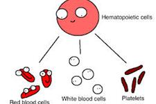 عفونت باکتری روی سلول های بنیادی خون ساز استرس وارد می کند