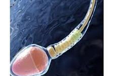 سلول های بنیادی: مبارزه با دیابت با استفاده از... اسپرم! 