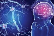 سلول های بنیادی مغزی در بیماران مبتلا به MS سریع تر پیر می شوند