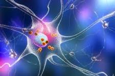 کشف منبعی فراوان برای سلول های عصبی
