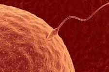 درک بیشتر و بهتر در مورد تقسیمات سلولی مربوط به اسپرم و تخمک می تواند به درمان ناباروری منجر شود