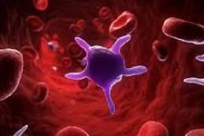 سلول های خونی حلقه گمشده در قوی شدن حافظه بعد از ورزش