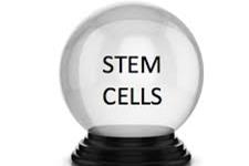 پلت فرمی جدید برای کشت سلول های بنیادی