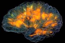 دیدگاه جدید در مورد تولید نورون های جدید در مغز بالغ