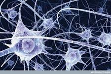 سلول های بنیادی تخریب نورون های حرکتی را کاهش می دهند