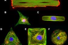 یک سیستم کشت جدید برای تغییر ژئومتری سلولی به صورت سه بعدی