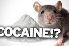 ایجاد موش هایی که به اعتیاد کوکائین مقاوم هستند