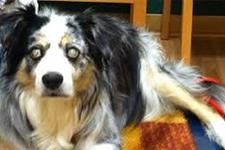 ژن درمانی برای درمان تخریب ماکولا در سگ ها