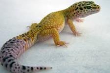 شناسایی سلول هایی که دلیل توانایی جکو(gecko) برای رشد مجدد دمش هستند