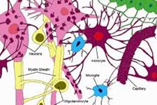 تبدیل شیمیایی سلول های گلیالی به نورون ها