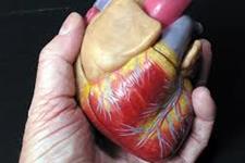 افزایش سطح یک فاکتور رشد کلیدی ممکن است بیماری های قلبی عروقی را مهار کند