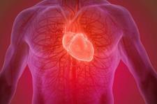 کلیدی برای تولید موثر عضلات قلبی از سلول های بنیادی پرتوان