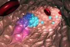 پروتئین CD34 تنها یک مارکر سطحی سلول های بنیادی خون ساز نیست