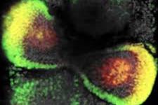 تولید مینی شبکیه های سه بعدی از سلول های بنیادی موش و انسان