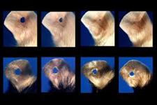 چگونه گوش موش ها بدون ایجاد بافت اسکار بازسازی می شود