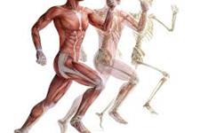 افزایش دانسته ها در مورد فرایند ترمیم عضلات