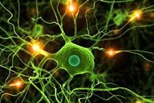 سلول های عصبی آسیب دیده با سلول های بنیادی ارتباط برقرار می کنند