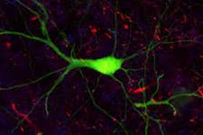مطالعات اپتوژنتیک نشان می دهد که چه نورون هایی سوئیچ اصلی باروری را تحریک می کنند
