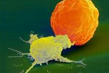 کشف سوئیچ سلول های ایمنی امیدهای مبارزه با سرطان را افزایش می دهد