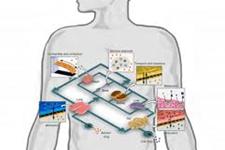 استفاده از تکنولوژی organ-on-chip برای تست بی خطر داروها