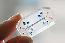 مهندسی معکوس بیولوژی انسان با استفاده از organ-on-chips