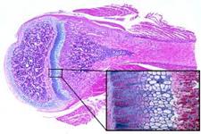 تولید اندام استخوانی با استفاده از سلول های بنیادی مشتق از چربی انسانی و از طریق استخوان سازی درون غضروفی