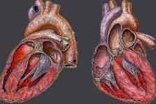 آیا می توان از فناوری سلول های بنیادی برای ایجاد ضربان سازهای قلبی بیولوژیک استفاده کرد؟