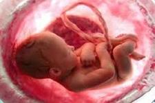 جفت های کوچک(mini-placentas) می توانند مدلی برای بارداری اولیه باشند