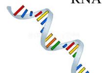 تکنیک های جدید ویرایش RNAی سلول های بنیادی، اختلالات ژنتیکی ناخواسته را کاهش می دهد