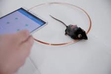 استفاده از گوشی های هوشمند و سلول های مهندسی شده برای کنترل دیابت در موش