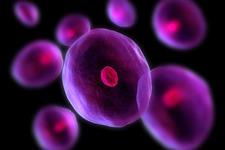 رده جدیدی از سلول های بنیادی که خطر ایجاد تومور را به همراه ندارد