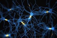 تاثیر میلین‌ در قدرت بازدارندگی سلول‌های عصبی 