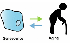 بزرگ شدن سلول های بنیادی به کاهش عملکرد طبیعی در طول پیری کمک می کند