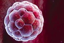 بازآفرینی جنین انسانی با استفاده از سلول های بنیادی