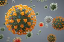 پاسخ اپی تلیالی به اینترفرون گاما موجب افزایش آلودگی به ویروس کرونا می شود