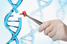 تقویت بازسازی کبدی به همان اندازه موثر در تقویت ترمیم ژن بوسیله CRISPR/Cas9