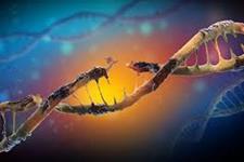 آسیب DNA بازبرنامه ریزی به سلول های بنیادی را شروع می کند 