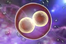 تنظیم RNA برای تمایز سلول های بنیادی جنینی حیاتی است