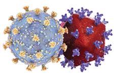 تأثیر HIV سرکوب نشده بر پاسخ سلول‌های T به COVID-19