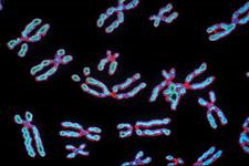 افزایش تعداد کروموزوم در سلول‌های سرطانی نسبت به سلول‌های سالم و تحمل آنیوپلوئیدی 