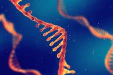 RNA به عنوان درمانی برای بیماری های ارثی در آینده