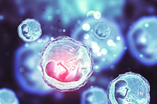 تأثیر پیوند سلول‌های بنیادی بافت بندناف بر حفظ باروری طولانی‌مدت در زنان 